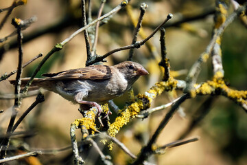 Haussperling ( Passer domesticus ) – auch Spatz oder Hausspatz.