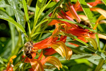 abeilles en plein labeur