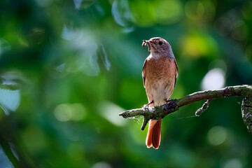 Gartenrotschwanz ( Phoenicurus phoenicurus ).