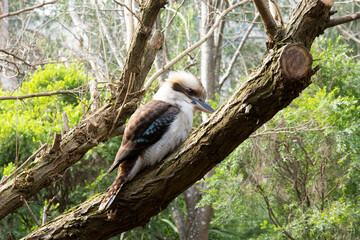 Kookaburra in a tree