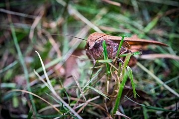 Hausmutter ( Noctua pronuba ).