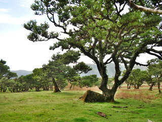 Nebelwald Madeira - Lorbeerbaum