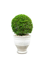 Isolated tree, house plant on the white cement pot, mockup plant decoration.