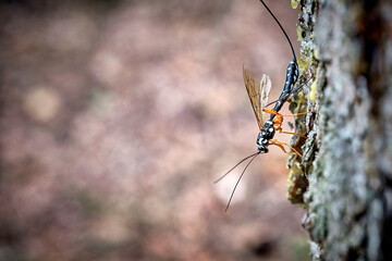 Holzschlupfwespe , Holzwespen-Schlupfwespe , Riesenholzwespen-Schlupfwespe ( Rhyssa persuasoria ).