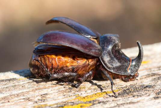 Scarabeo rinoceronte (Oryctes nasicornis) 