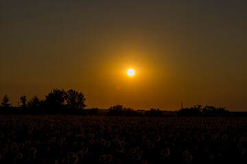Obraz premium Orange sunset on the background of the forest.
