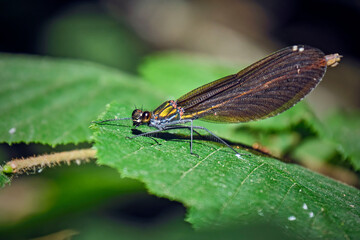 Blauflügel-Prachtlibelle ( Calopteryx virgo ).