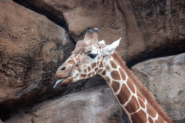 Giraffe sticking out tongue