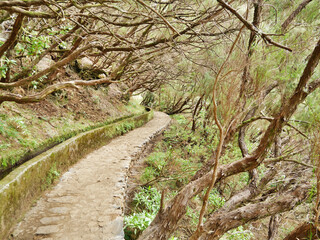 Levada in Madeira - Lorbeerbaum