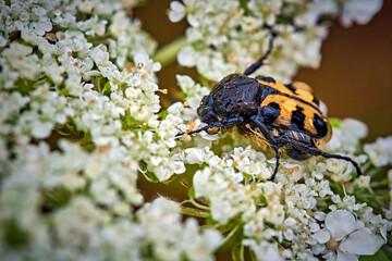 Glattschieniger Pinselkäfer ( Trichius gallicus ).
