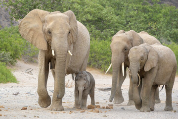 African Elephant (Loxodonta africana), desert adapted elephant calf walking in family herd in riverbed of desert, Kaokoland, Namibia