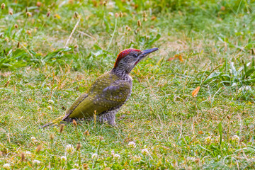 Green woodpecker standing in green grass in the meadow