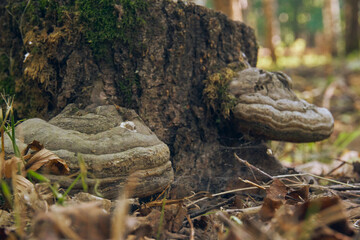Tinder mushroom growing on the bark of a tree. A forest stump overgrown with mushrooms close-up. Selective soft focus - obrazy, fototapety, plakaty