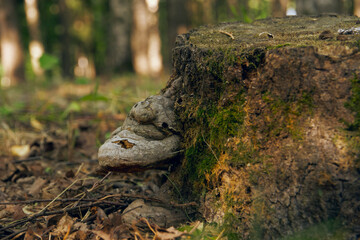 Tinder mushroom growing on the bark of a tree. A forest stump overgrown with mushrooms close-up. Selective soft focus