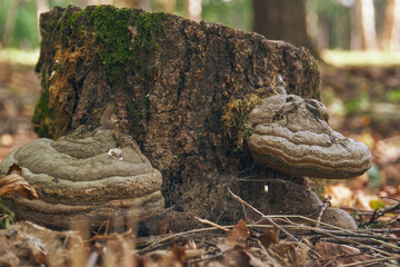Tinder mushroom growing on the bark of a tree. A forest stump overgrown with mushrooms close-up. Selective soft focus