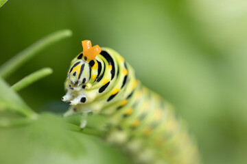Black Swallowtail Caterpillar