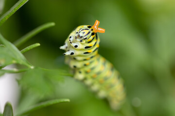 Black Swallowtail Caterpillar