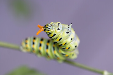Black Swallowtail Caterpillar
