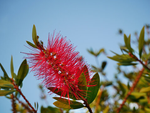 Pfeiffenputzer - Callistemon laevis - Zylinderputzer