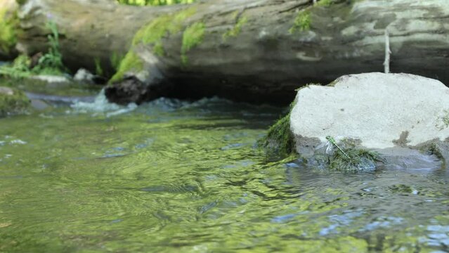 large green dragonfly is drying its crumpled wings on a rock in the wild in a river close-up and general plan with a view of the water and a fallen old tree