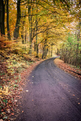 Fototapeta na wymiar Autumn in forest - Puszcza Bukowa Polska
