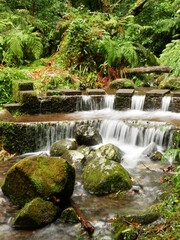 Wasserfall im grünen Wald - Madeira