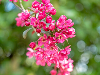 Lovely dark pink crab apple tree blossom