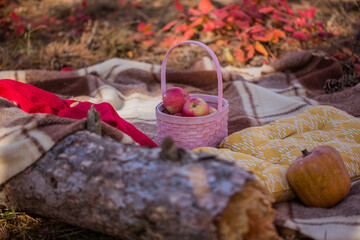Red apples in the pink wicker basket. Autumn picnic concept.