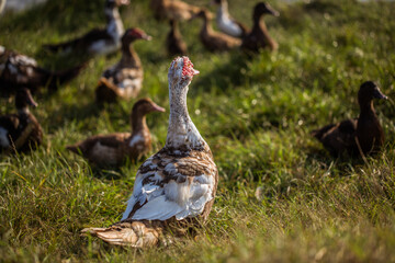 Ducks walking near lake. Animal portrait close up.