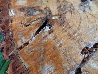 old wood texture, an old stump with traces of a wood borer, a grinder beetle,