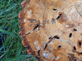 texture of tree bark, an old stump with traces of a wood borer, a grinder beetle,
