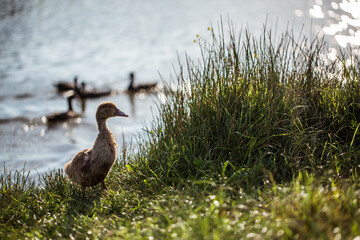 Ducks walking near lake. Animal portrait close up.