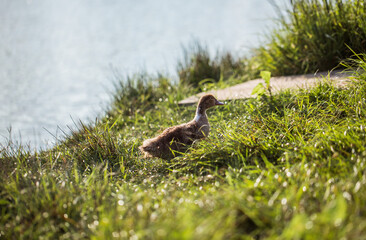 Ducks walking near lake. Animal portrait close up.