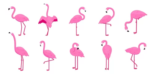 Foto auf Acrylglas Flamingo Cartoon flamingo set. Tropical cute pink birds in different poses, standing and sitting, collection of summer animal icons. Isolated cartoon flat style elements. Vector background print