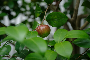 ツバキの実が小さなリンゴのように実る