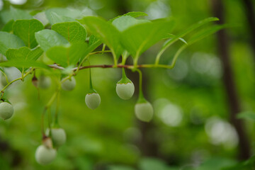 7月にエゴノキの実が育っている