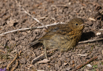 robin on the ground