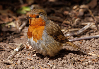 robin on the ground