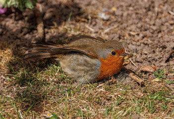 Robin on ground