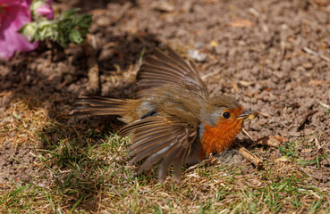 Robin on ground 