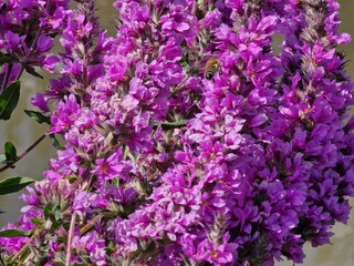pink flowers in the garden