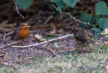 Robin feeding young 