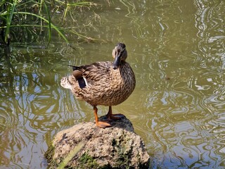 duck on the lake