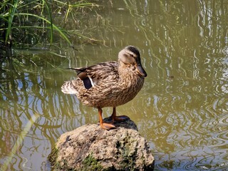 duck on the lake
