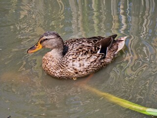 duck on the lake