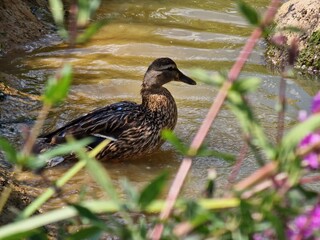 duck in the water