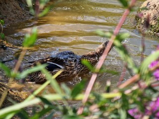 duck in the lake