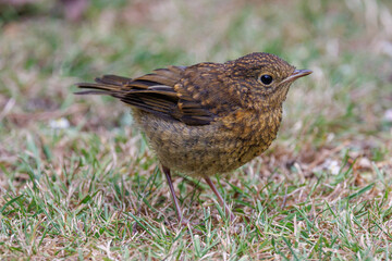 Young Sparrow