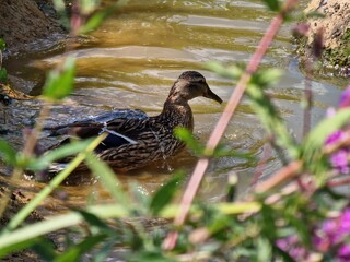 duck in the water
