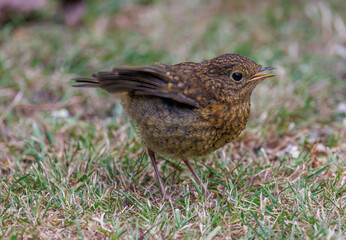 Young Robin